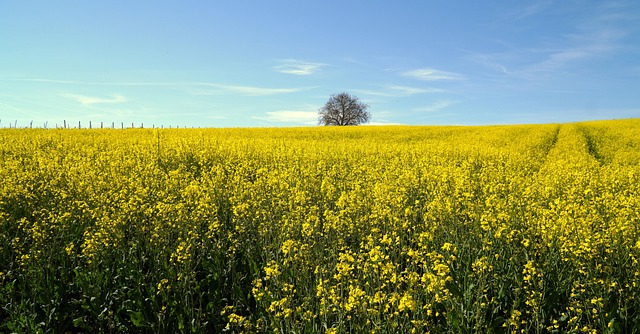rapeseed, beautiful flowers, flowers, field, yellow flowers, flower background, plants, oilseed rape, flower wallpaper, rape blossom, rape flowers, bloom, spring, plantation, landscape, field of rapeseed, nature, agriculture